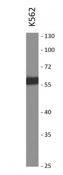 Anti-Cyclin A