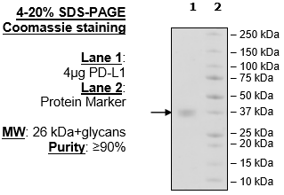 PD-L1 (CD274), FLAG-tag (Human) HiP(TM)
