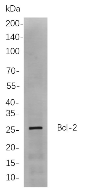Anti-Recombinant Bcl-2, clone 5C8