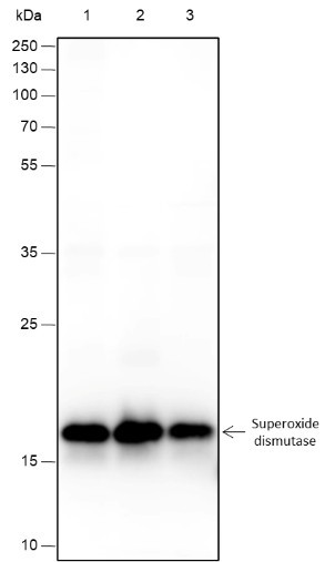 Anti-Recombinant SOD1, clone A371