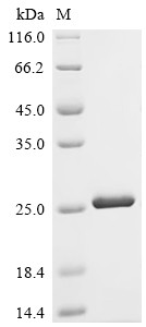 Cyclic AMP-dependent transcription factor ATF-7 (ATF7), partial, human, recombinant