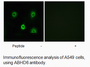Anti-ABHD6