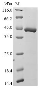 Hemoglobin subunit delta (HBD), human, recombinant