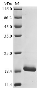 Non-structural protein of 4.9 kDa (4a), Bovine coronavirus, recombinant