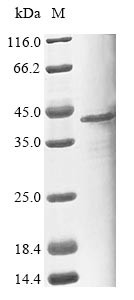 Pleckstrin homology domain-containing family F member 1 (PLEKHF1), human, recombinant