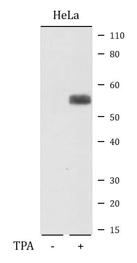 Anti-c-Fos, clone RM374