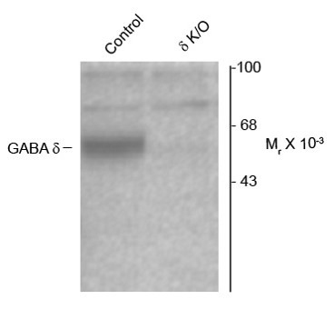 Anti-GABAA Receptor delta, N-terminal