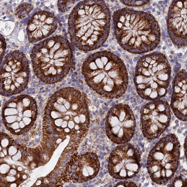 Anti-CSPG4