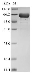 Interleukin-11 (Il11), Biotinylated, rat, recombinant
