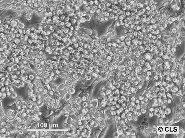 CLS-138 Cells