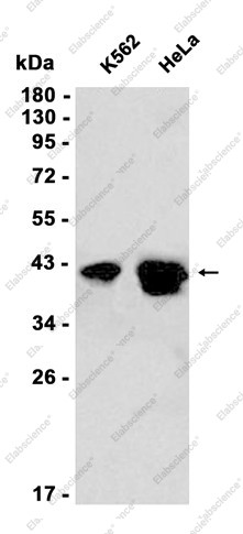Anti-Recombinant PON2, clone C323045