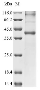 Odorant receptor (6031407), Culex quinquefasciatus, recombinant