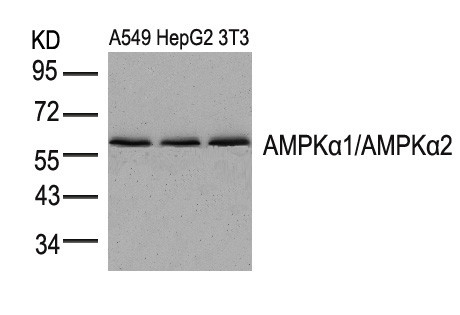 AMPK-ACC pathway Antibody Panel