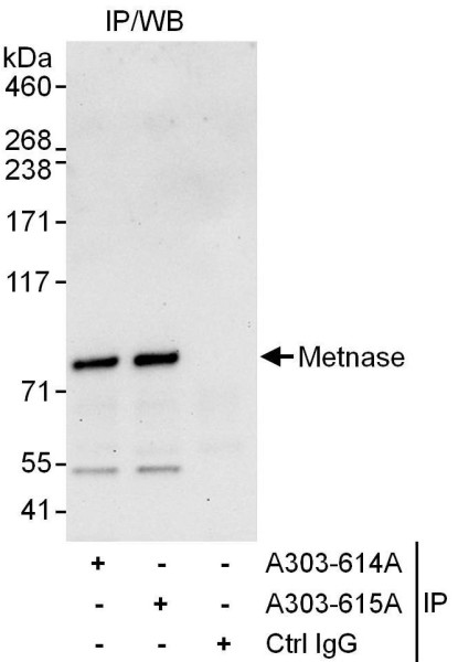 Anti-Metnase