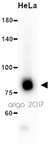 Anti-MLH1, clone SQab1716