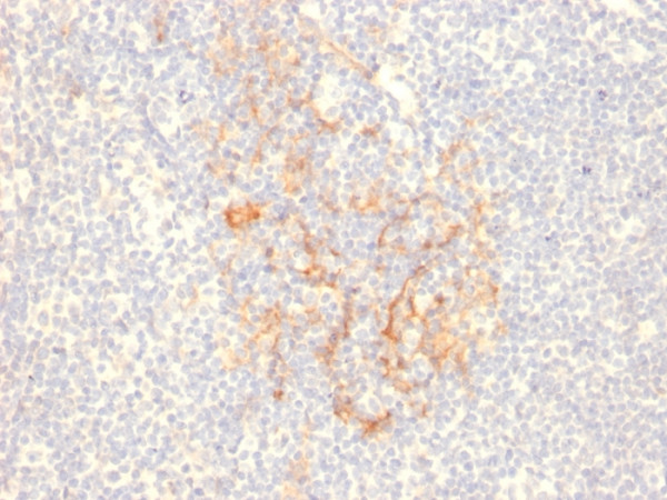 Anti-CD79b (B-Cell Marker), clone IGB/2555