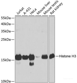 Anti-Histone H3