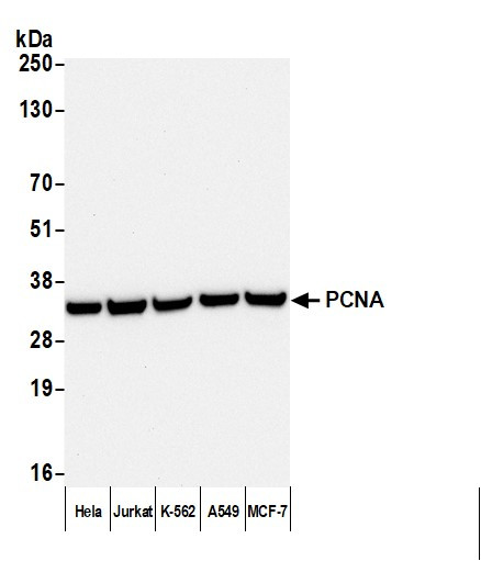 Anti-Mouse IgG-Fc Fragment