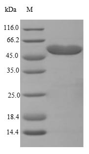 Trifunctional enzyme subunit beta, mitochondrial (Hadhb), mouse, recombinant
