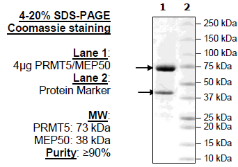 PRMT5/MEP50, Biotin-Labeled