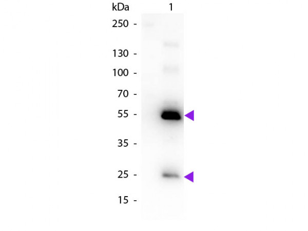 Anti-Human IgG (H&amp;L) [Rabbit] (Min X Mouse serum proteins) Biotin conjugated