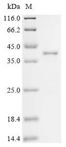 Kit ligand (KITLG), partial, bovine, recombinant