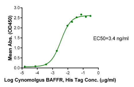 BAFFR/TNFRSF13C, His, Cynomolgus/Rhesus macaque