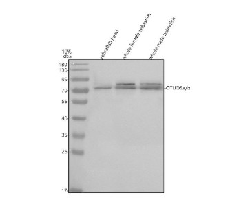 Anti-Zebrafish Otud5 / Otud5a / Otud5b