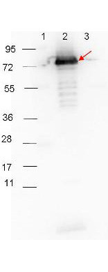 Anti-Rabbit IgG [Goat] (Minimum cross-reactivity) Peroxidase conjugated