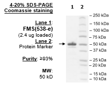 CSF1R, untagged (FMS, CD115)