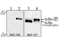 Anti-phospho-IkappaB alpha (Ser32, Ser36)