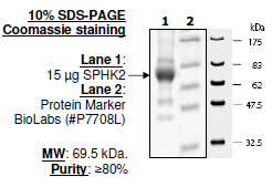 Sphingosine kinase 2, active human recombinant protein