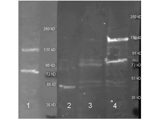 Anti-ADENOSINE DEAMINASE (Calf Spleen), Peroxidase Conjugated