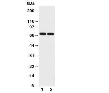 Anti-Netrin 1