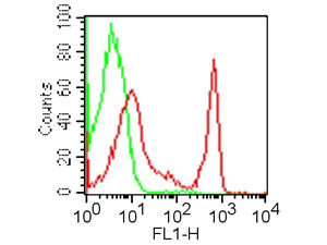 Anti-CD4, clone GK1.5, Fluorescein Conjugated