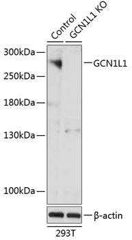 Anti-GCN1L1 [KO Validated]