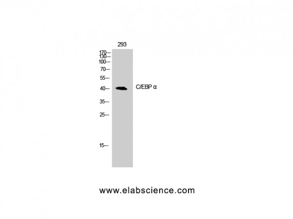 Anti-C/EBP alpha