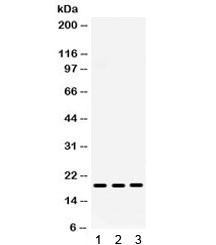 Anti-CXCL9 / MIG