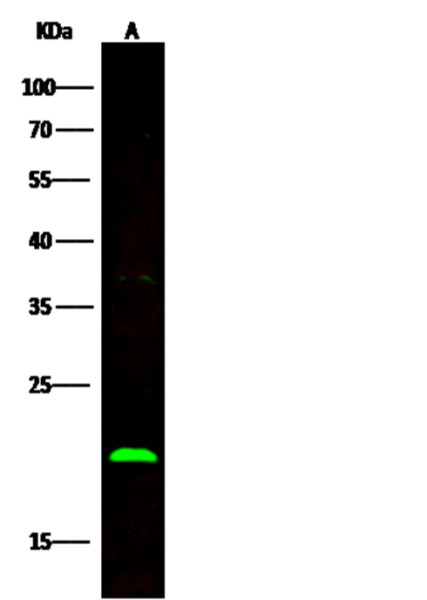 Anti-BID Monoclonal Recombinant Antibody