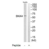 Anti-SNX4