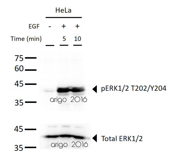 Anti-phospho-ERK1/2 (Thr202 / Tyr204)