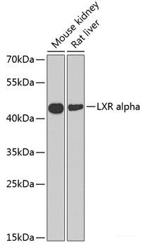 Anti-LXR alpha