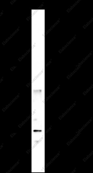 Anti-Recombinant Cleaved Caspase-8 (Asp387), clone C512142
