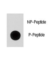 Anti-p21 / CDKN1A (pS130)