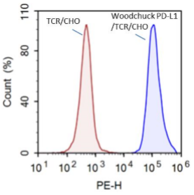 Woodchuck PD-L1 / TCR activator - CHO Recombinant Cell line
