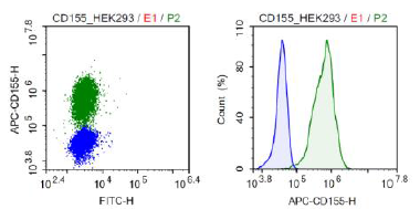 CD155 (PVR) - HEK293 Stable Cell Line