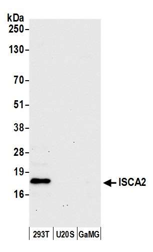 Anti-ISCA2