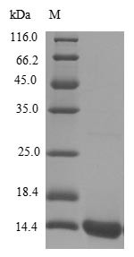 Scrapie-responsive protein 1 (SCRG1), human, recombinant