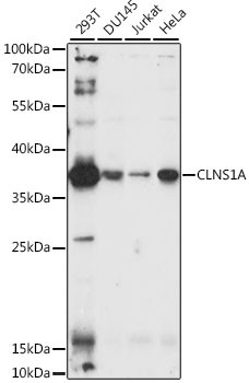 Anti-CLNS1A