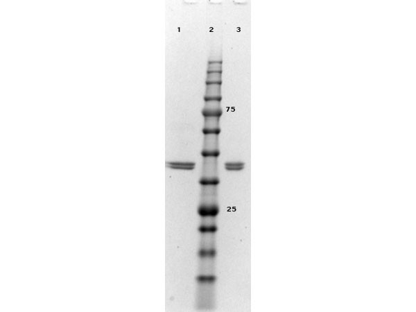 ERK2 hu recomb protein